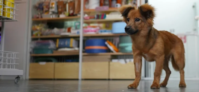 BullyBillows – вече и в България