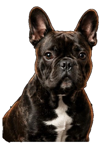 therightpetstop dog footer